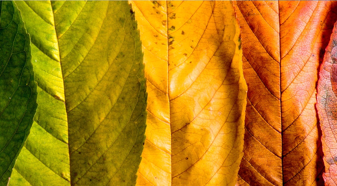 fall leaves