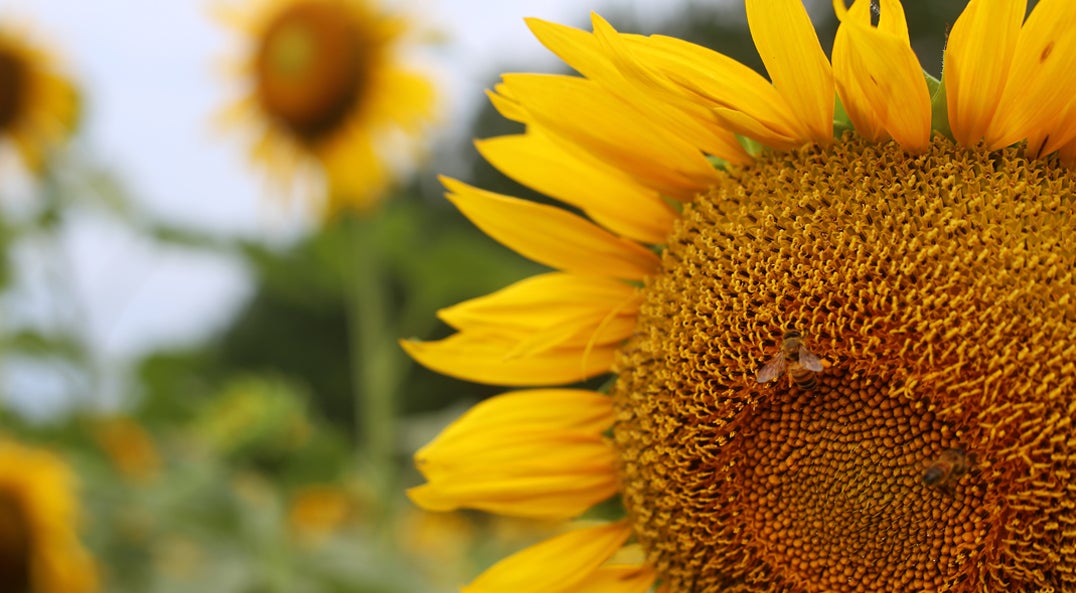 field of sunflowers
