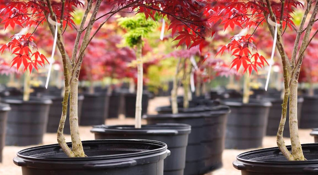 potted Japanese Red Maple trees lined up in a row