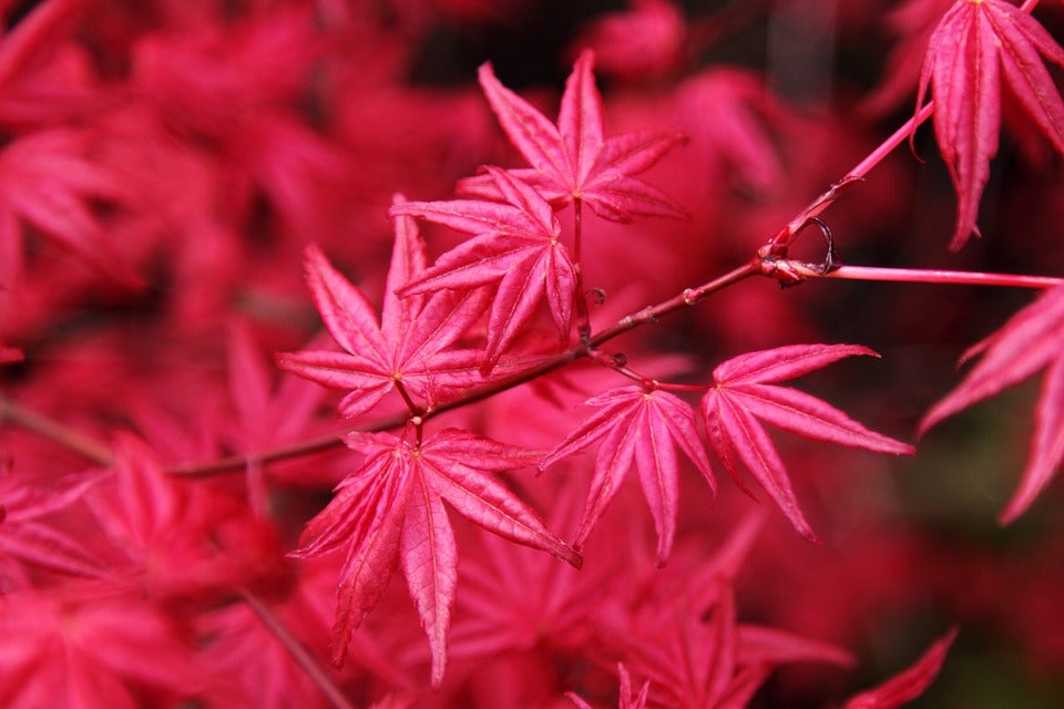 Japanese Maple tree leaves