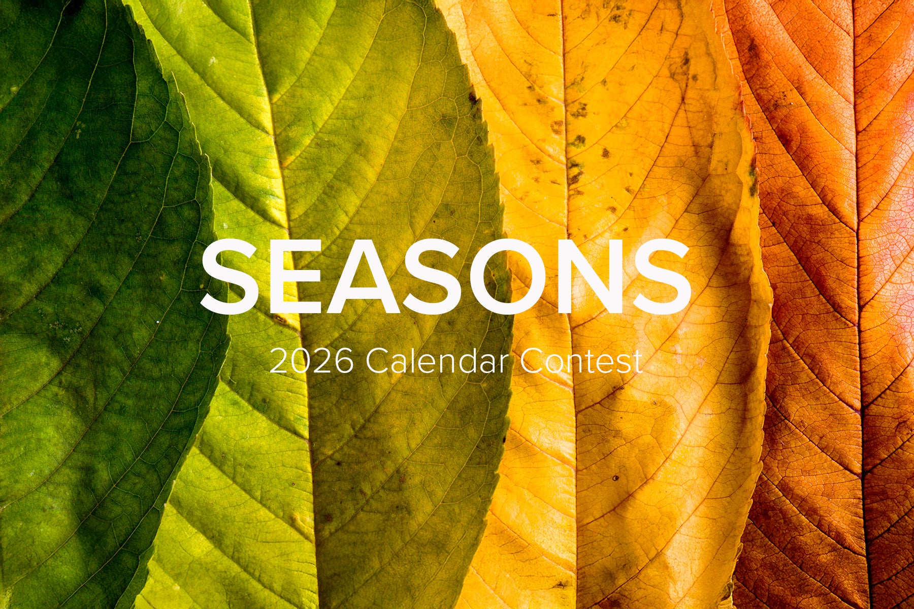 fall leaves arranged in a gradient from green to orange